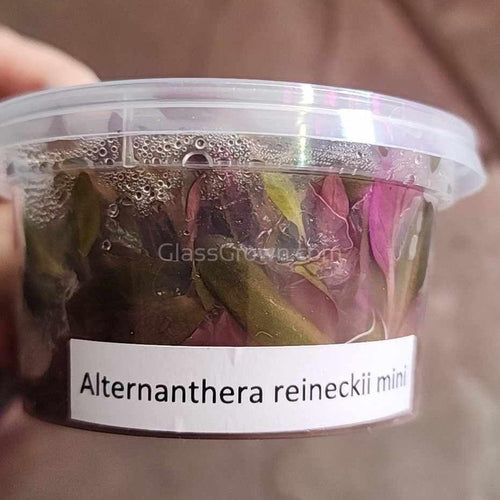 Tissue Culture Alternanthera Reineckii 'Mini'-Aquatic Plants-Glass Grown Aquatics-Glass Grown Aquatics-Aquarium live fish plants, decor