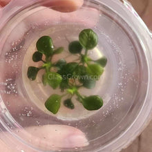 Load image into Gallery viewer, Tissue Culture Anubias Barteri Round Leaf (Golden Coin)-Aquatic Plants-Glass Grown Aquatics-Glass Grown Aquatics-Aquarium live fish plants, decor
