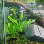 Amazon Sword-Aquatic Plants-Glass Grown-1x Pot-Glass Grown Aquatics-Aquarium live fish plants, decor
