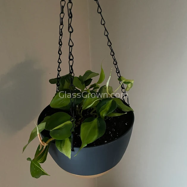 philodendron in crab tank Philodendron 'Brasil' – Glass Grown Aquatics