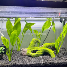 Load image into Gallery viewer, Amazon Sword-Aquatic Plants-Glass Grown-Glass Grown Aquatics-Aquarium live fish plants, decor
