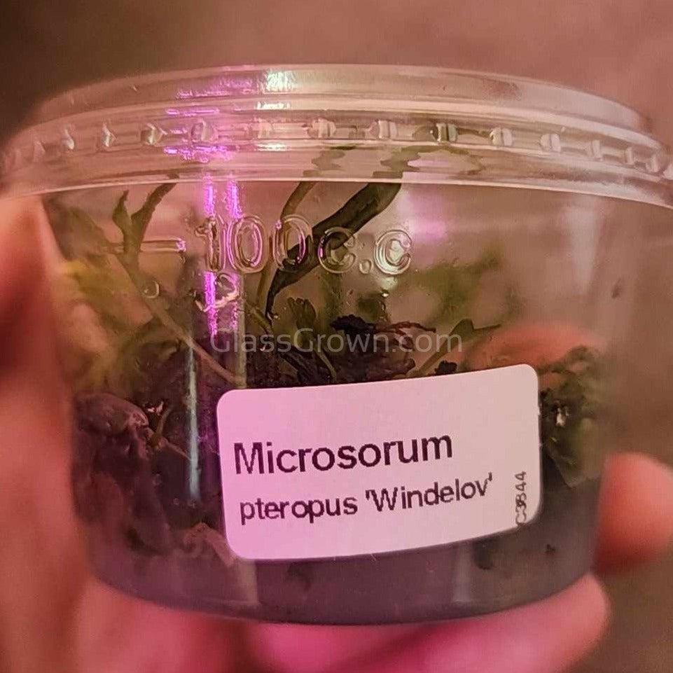 Tissue Culture Java Fern Windelov-Aquatic Plants-Glass Grown Aquatics-Glass Grown Aquatics-Aquarium live fish plants, decor
