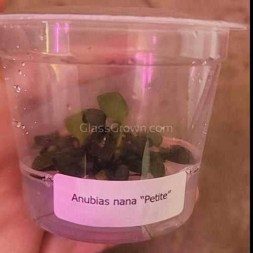 Tissue Culture Anubias Nana Petite-Aquatic Plants-Glass Grown Aquatics-Glass Grown Aquatics-Aquarium live fish plants, decor