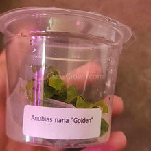 Load image into Gallery viewer, Tissue Culture Anubias Nana &quot;Golden&quot;-Aquatic Plants-Glass Grown Aquatics-Glass Grown Aquatics-Aquarium live fish plants, decor
