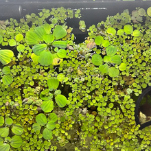 Load image into Gallery viewer, One Cup of Mixed Floaters-Aquatic Plants-Glass Grown-Glass Grown Aquatics-Aquarium live fish plants, decor
