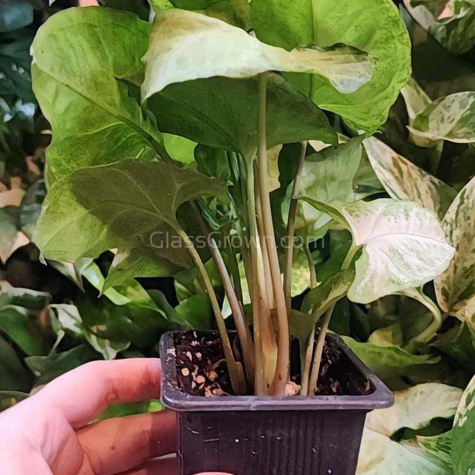 White Butterfly' Arrowhead Rooted Stems or Pots  Glass Grown Aquatics