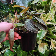 Philodendron Micans Stem Rooted Stems or Pots-Aquatic Plants-Glass Grown-2