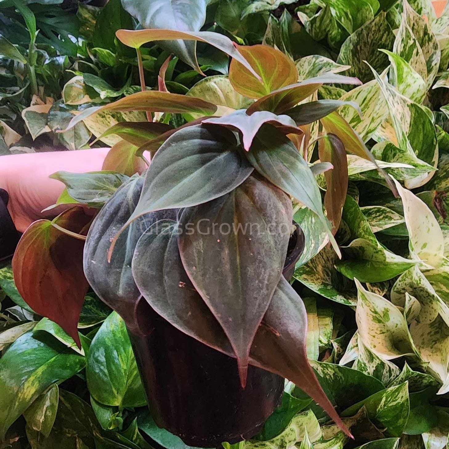philodendron micans flower Philodendron Micans Stem Rooted Stems or Pots – Glass Grown Aquatics
