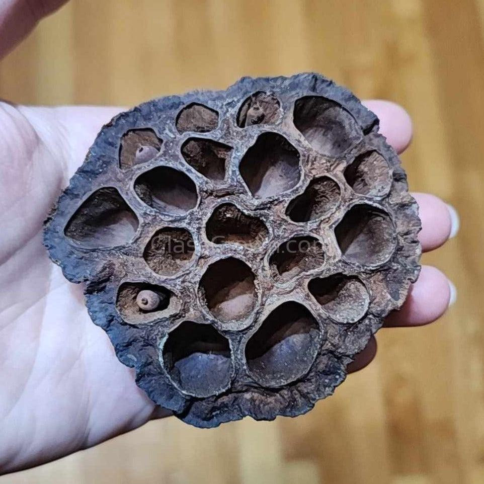 lotus seed pod plant Dried Lotus Pods – Blackwater Aquarium Botanical