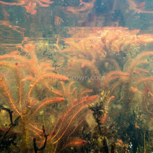 Load image into Gallery viewer, Bunch Red Myrio-Aquatic Plants-Glass Grown-Glass Grown Aquatics-Aquarium live fish plants, decor
