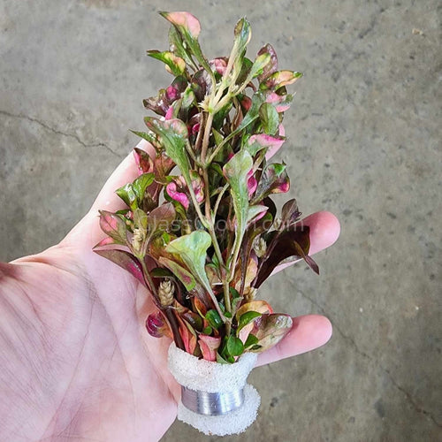 Bunch Alternanthera Bettzickiana Red-Aquatic Plants-Glass Grown Aquatics-Glass Grown Aquatics-Aquarium live fish plants, decor