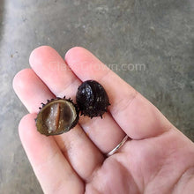 Load image into Gallery viewer, Sea Mine (King Koopa or Durian) Nerite Snail 3 Pack-Live Animals-Glass Grown-Pack of 3 Snails-Glass Grown Aquatics-Aquarium live fish plants, decor
