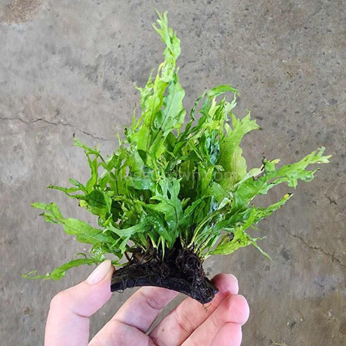 Java Fern Windelov Coconut Mats-Aquatic Plants-Glass Grown-Glass Grown Aquatics-Aquarium live fish plants, decor