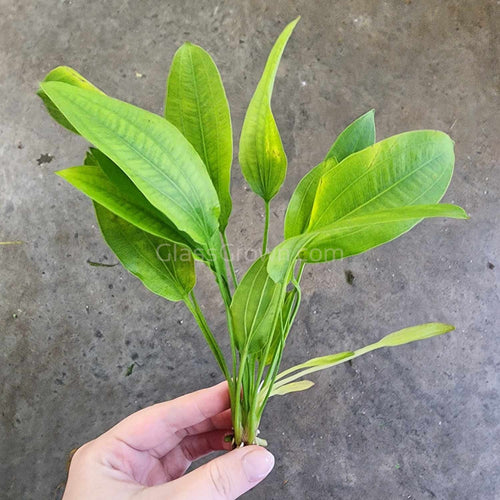 Echinodorus sp. 'Tricolor' Sword-Aquatic Plants-Glass Grown Aquatics-Glass Grown Aquatics-Aquarium live fish plants, decor