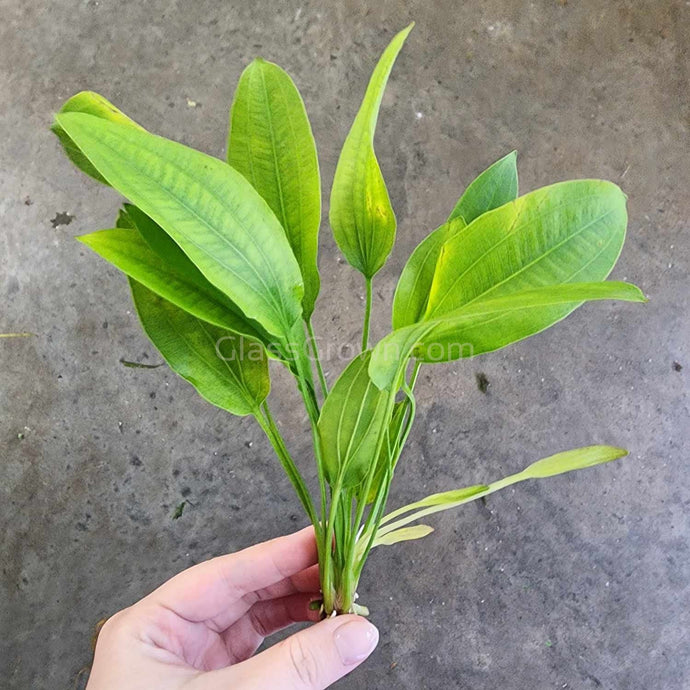 Echinodorus sp. 'Tricolor' Sword-Aquatic Plants-Glass Grown Aquatics-Glass Grown Aquatics-Aquarium live fish plants, decor