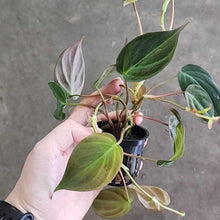 Load image into Gallery viewer, Philodendron Micans Stem Rooted Stems or Pots-Aquatic Plants-Glass Grown-Single Rooted Stem-Glass Grown Aquatics-Aquarium live fish plants, decor
