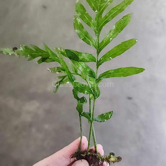 African Water Fern (Bolbitis Heudelotii)-Aquatic Plants-Glass Grown Aquatics-Glass Grown Aquatics-Aquarium live fish plants, decor