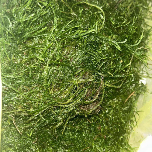 Weeping Moss 2oz Portion-Aquatic Plants-Glass Grown-2 oz (Condiment Cup)-Glass Grown Aquatics-Aquarium live fish plants, decor