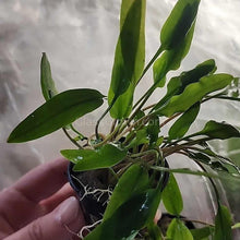 Load image into Gallery viewer, Potted Cryptocoryne Becketti (Water Trumpet)-Aquatic Plants-Glass Grown-Glass Grown Aquatics-Aquarium live fish plants, decor
