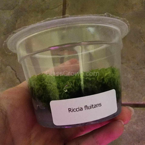 Tissue Culture Riccia Fluitans-Aquatic Plants-Glass Grown-Glass Grown Aquatics-Aquarium live fish plants, decor