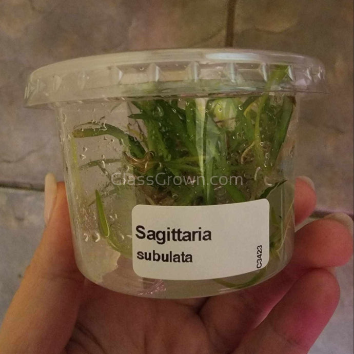 Tissue Culture Sagittaria Subulata-Aquatic Plants-Glass Grown Aquatics-Glass Grown Aquatics-Aquarium live fish plants, decor