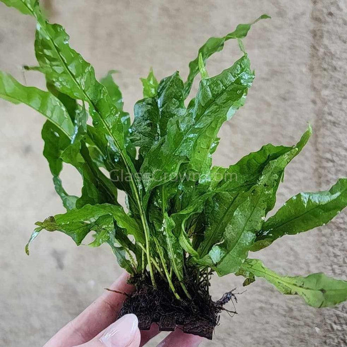 Java Fern Coconut Mats-Aquatic Plants-Glass Grown-Glass Grown Aquatics-Aquarium live fish plants, decor