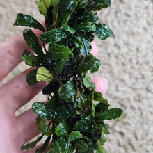 Load image into Gallery viewer, Bucephalandra 3&quot; Steel Mat-Aquatic Plants-Glass Grown Aquatics-Glass Grown Aquatics-Aquarium live fish plants, decor
