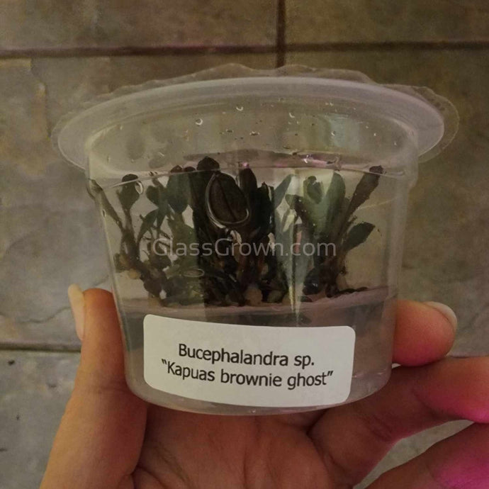 Tissue Culture Bucephalandra Kapuas Brownie Ghost-Aquatic Plants-Glass Grown-Glass Grown Aquatics-Aquarium live fish plants, decor