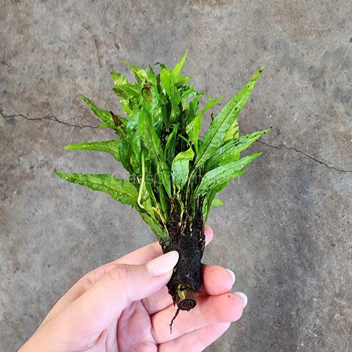 Java Fern Bamboo Poles-Aquatic Plants-Glass Grown Aquatics-Glass Grown Aquatics-Aquarium live fish plants, decor