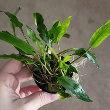 Load image into Gallery viewer, Potted Cryptocoryne Becketti (Water Trumpet)-Aquatic Plants-Glass Grown-Glass Grown Aquatics-Aquarium live fish plants, decor
