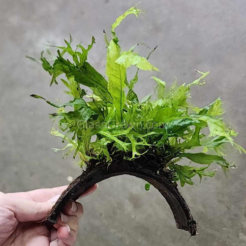 Java Fern Windelov Coconut Shell Bridges-Aquatic Plants-Glass Grown-Glass Grown Aquatics-Aquarium live fish plants, decor