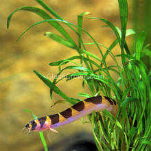 Load image into Gallery viewer, Kuhli Loach 3 Pack-Live Animals-Glass Grown Aquatics-School of 3-Glass Grown Aquatics-Aquarium live fish plants, decor
