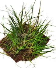 Load image into Gallery viewer, Dwarf Hairgrass 4&quot; Coco Mat-Aquatic Plants-Glass Grown Aquatics-Glass Grown Aquatics-Aquarium live fish plants, decor
