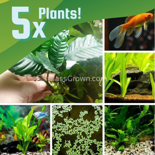 Goldfish Plant Bundle (5 plants)-Aquatic Plants-Glass Grown-Single Pack (5 Plants)-Both Please!-Glass Grown Aquatics-Aquarium live fish plants, decor