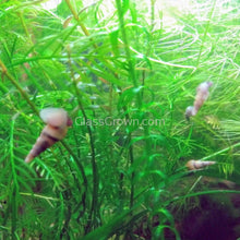 Load image into Gallery viewer, 1 CENT SAMPLE 5x Malaysian Trumpet Snails Sampler Pack-Live Animals-Glass Grown-Glass Grown Aquatics-Aquarium live fish plants, decor
