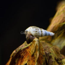 Load image into Gallery viewer, 1 CENT SAMPLE 5x Malaysian Trumpet Snails Sampler Pack-Live Animals-Glass Grown-Glass Grown Aquatics-Aquarium live fish plants, decor
