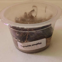Load image into Gallery viewer, Tissue Culture Hygrophila Pinnatifida-Aquatic Plants-Glass Grown Aquatics-Glass Grown Aquatics-Aquarium live fish plants, decor
