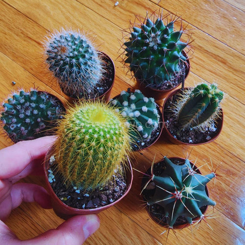 Assorted Cactus Plants 2