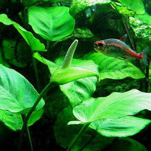 Load image into Gallery viewer, Mystery Anubias-Aquatic Plants-Glass Grown Aquatics-Single-Glass Grown Aquatics-Aquarium live fish plants, decor
