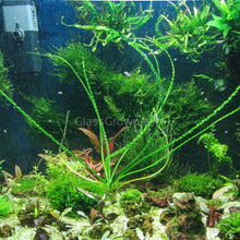 Load image into Gallery viewer, Potted Crinum Calamistratum-Aquatic Plants-Glass Grown-Glass Grown Aquatics-Aquarium live fish plants, decor
