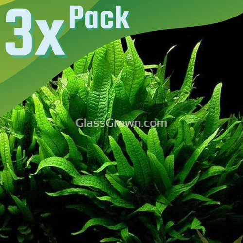 Java Fern 3 Rosettes-Aquatic Plants-Glass Grown-3x Plants-Glass Grown Aquatics-Aquarium live fish plants, decor