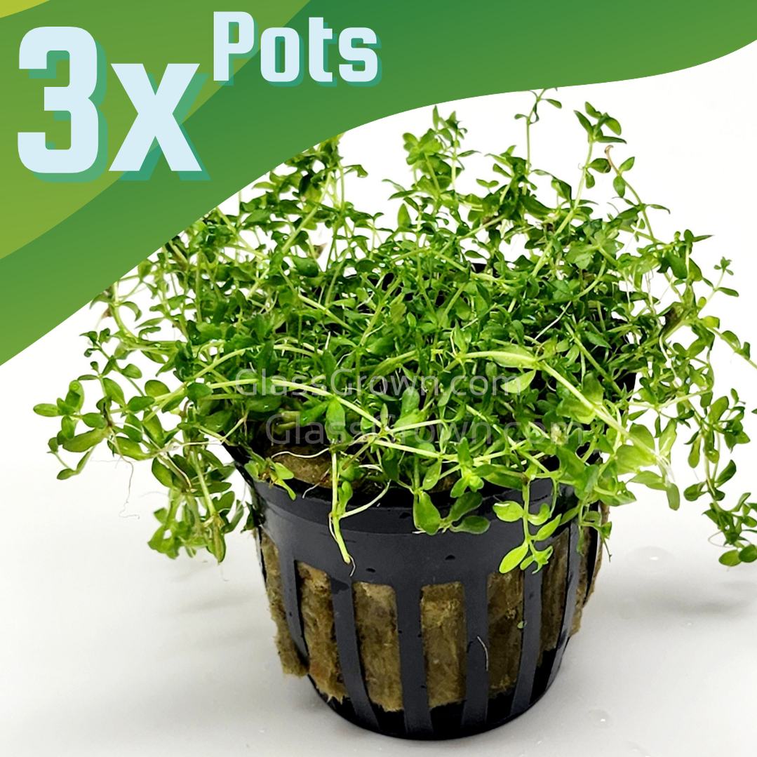 aquatic plant pots Potted Pearlweed