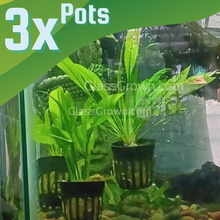 Load image into Gallery viewer, Amazon Sword 3-10 Pots-Aquatic Plants-Glass Grown-pack of 3 pots-Glass Grown Aquatics-Aquarium live fish plants, decor
