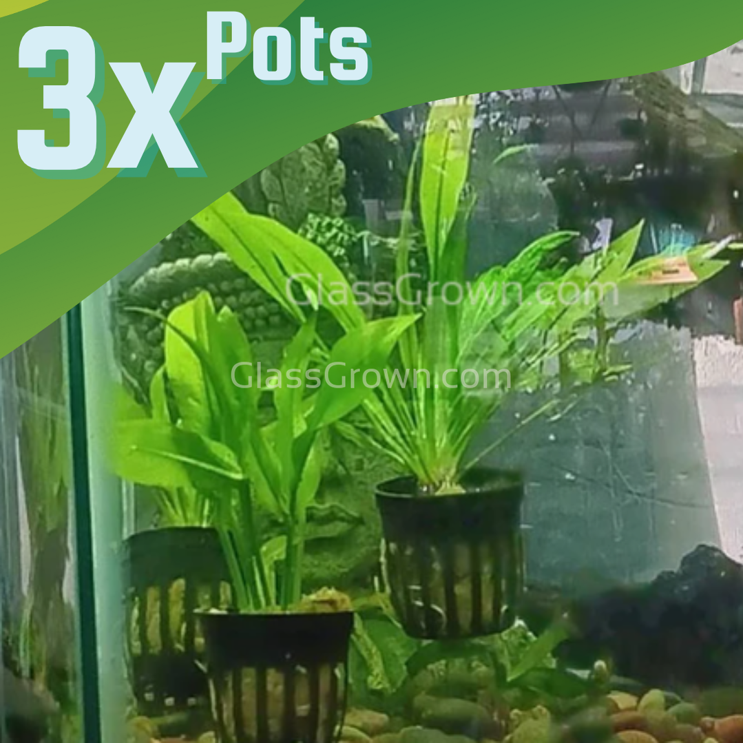 amazon live plants indoor Amazon Sword Plant – Live Aquarium Plant