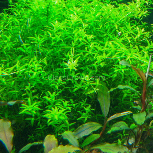 1 CENT SAMPE Pearlweed 2oz Portion-Aquatic Plants-Glass Grown-Glass Grown Aquatics-Aquarium live fish plants, decor