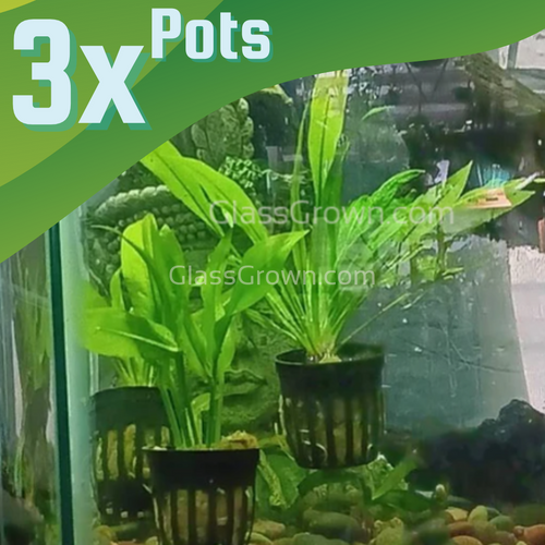 Amazon Sword 3-10 Pots-Aquatic Plants-Glass Grown-pack of 3 pots-Glass Grown Aquatics-Aquarium live fish plants, decor