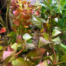Load image into Gallery viewer, 1 CENT SAMPLE Mystery Red Stem Plant-Aquatic Plants-Glass Grown Aquatics-Glass Grown Aquatics-Aquarium live fish plants, decor
