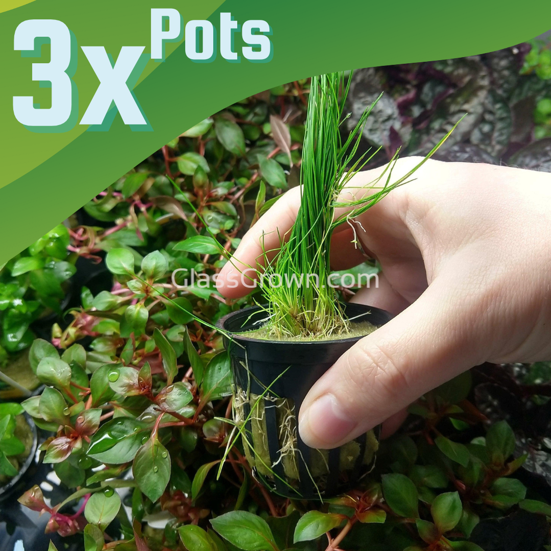 eleocharis aquarium plant Dwarf Hairgrass (Eleocharis parvula) – Glass Grown Aquatics