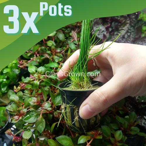 Dwarf Hairgrass Clump 3-10 Pots-Aquatic Plants-Glass Grown Aquatics-3x Plants-Glass Grown Aquatics-Aquarium live fish plants, decor