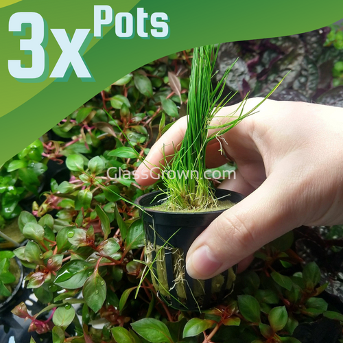 Dwarf Hairgrass 3-10 Pots-Aquatic Plants-Glass Grown Aquatics-3x Pots-Glass Grown Aquatics-Aquarium live fish plants, decor